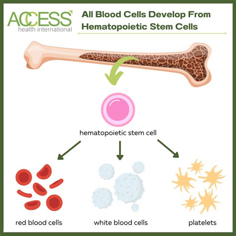 How Mrna Could Reinvent Blood Stem Cell Transplant Preparations Access