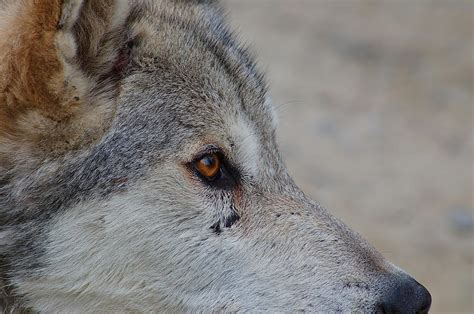 Rocky Mountain Grey Wolf Photograph By Mark Rasmussen