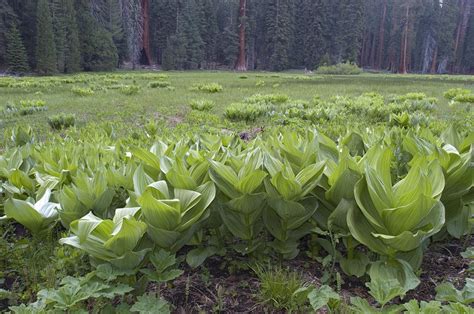 False Hellebore Veratrum Viride Plants Photograph By Rich Reid