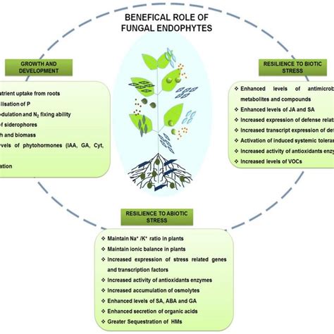 Beneficial Role Of Fungal Endophyte In Augmentation Of Growth