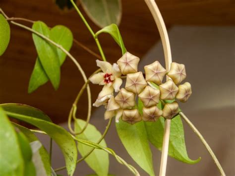 Hoya Plant Types A Comprehensive Guide To Varieties Foliage Friend