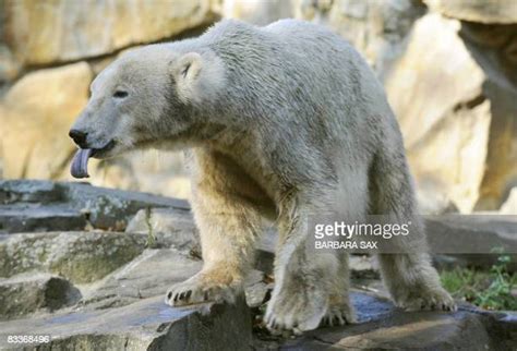 Barbara Bears Photos And Premium High Res Pictures Getty Images