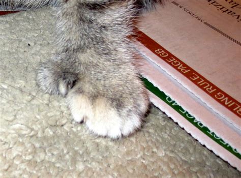 Kitten Paw 2 By Hyenacub Stock On Deviantart