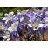 Aquilegia Caerulea Kirigami Deep Blue White