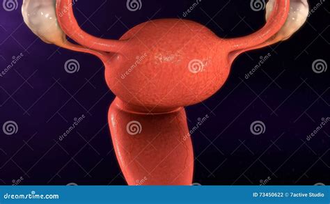 Vagina Development Stock Photos Free Royalty Free Stock Photos From