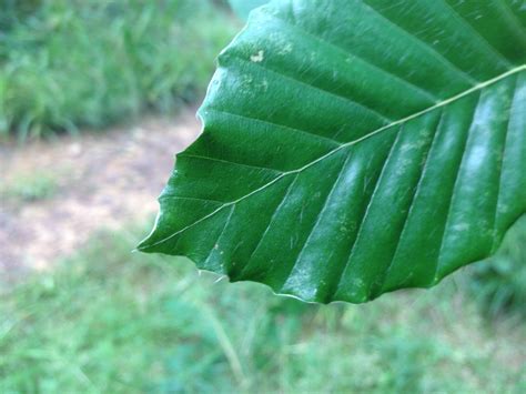 Beech leaf - Cultivated Gardener