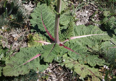 Salvia austriaca - Изображение особи - Плантариум