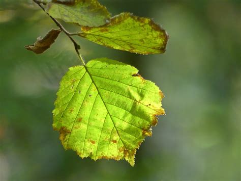 ブナの葉 秋 紅葉 - Pixabayの無料写真