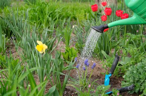 Arrosage Quand Et Quelle Quantit Arroser Vos Plantes