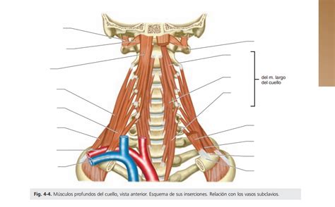 Diagrama De Músculos Profundos Del Cuello Vista Anterior Esquema De