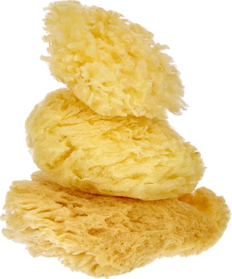 Rayher Naturschwamm Set Grass, Beutel 3 Stück, 100% natürlicher Schwamm ...