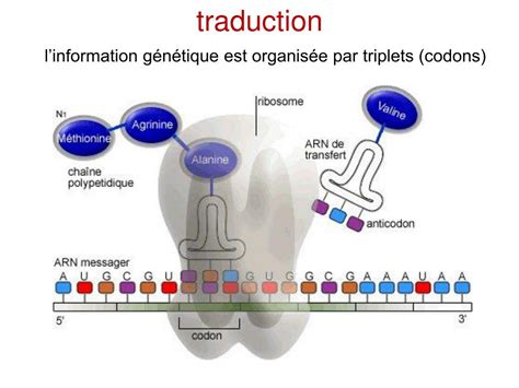 Ppt Ladn Et Linformation G N Tique Powerpoint Presentation Id