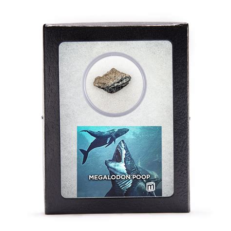 Megalodon Poop Coprolite Specimen Mini Museum