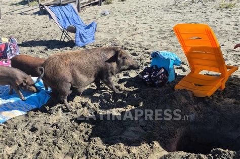 Latina Incursione In Spiaggia Dei Cinghiali Che Rubano La Borsa Frigo Ai Bagnanti Latinapress