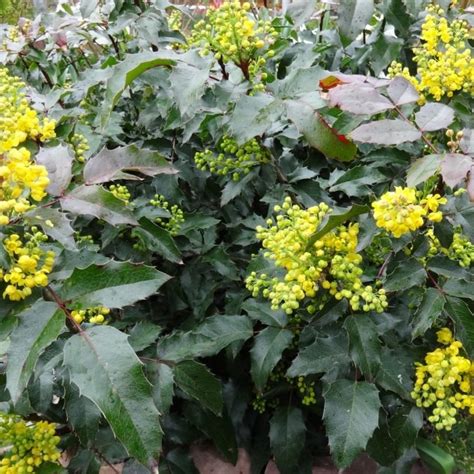 18 ЛУЧШИХ декоративных кустарников в Подмосковье в 2024 году для ...