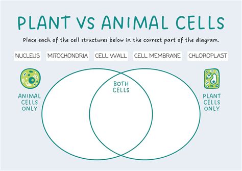 Plant Vs Animal Cells Venn Diagram Day 1 Venn Diagram Plant Vs Animal