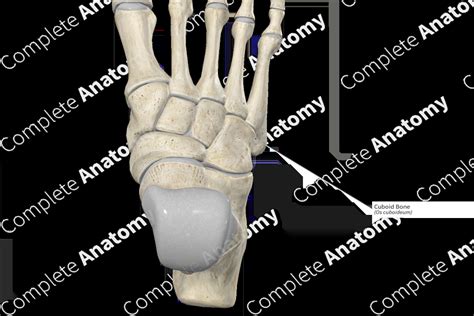Cuboid Bone Complete Anatomy