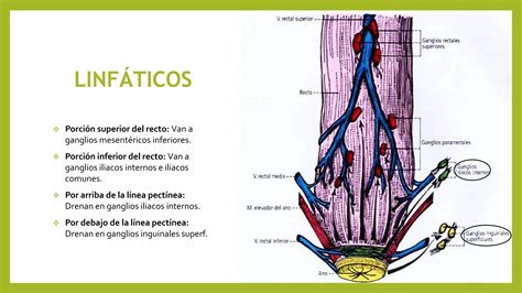 Recto Y Canal Anal Ppt