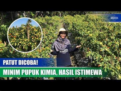 BERTAHAP KURANGI PUPUK KIMIA PETANI INI PUAS DENGAN HASILNYA YouTube