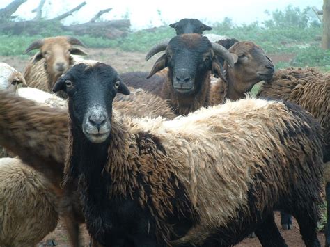 Zulu sheep breed is native to South Africa and is predominantly raised ...