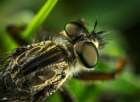 macro photo   brown  black fly  green leaf  stock photo
