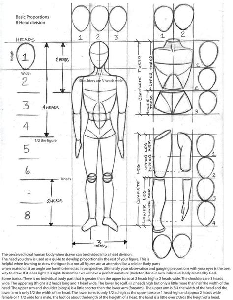 pinterest human anatomy shapes head  body proportions drawing