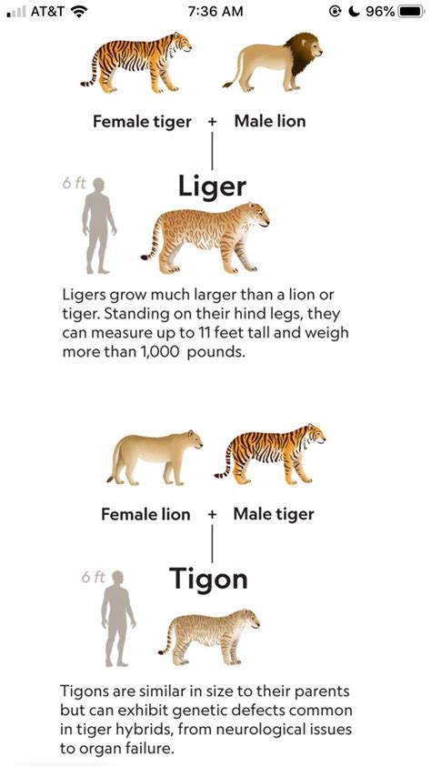 Full Grown Tigon