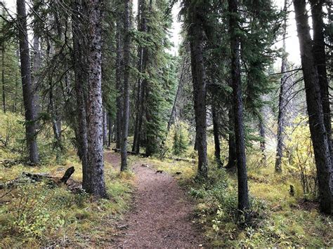 Goldeye Lake Trail Alberta Canada Alltrails