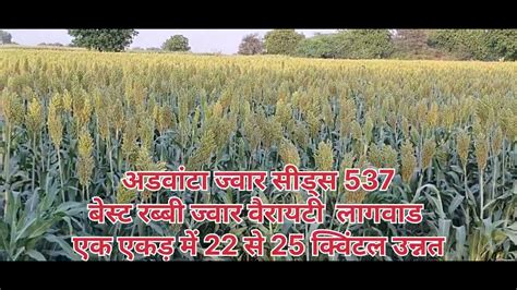 Advanta Jowar Advanta Jowar Seeds How To