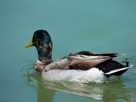 Free Images Nature Wing Pond Wildlife Wild Environment Green