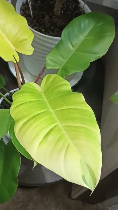 филодендрон Пин Тонг - YouTube