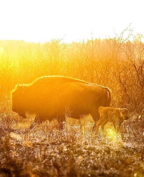 Bison in Riding Mountain National Park, Manitoba | Riding mountain ...