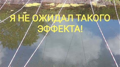 Белый амур с жадностью кушает сухую молотую пшеницу и ячмень! - YouTube