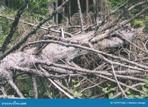 Autumn Trees With Naked Branches Vintage Film Look Stock Photo Image Of Lake Field