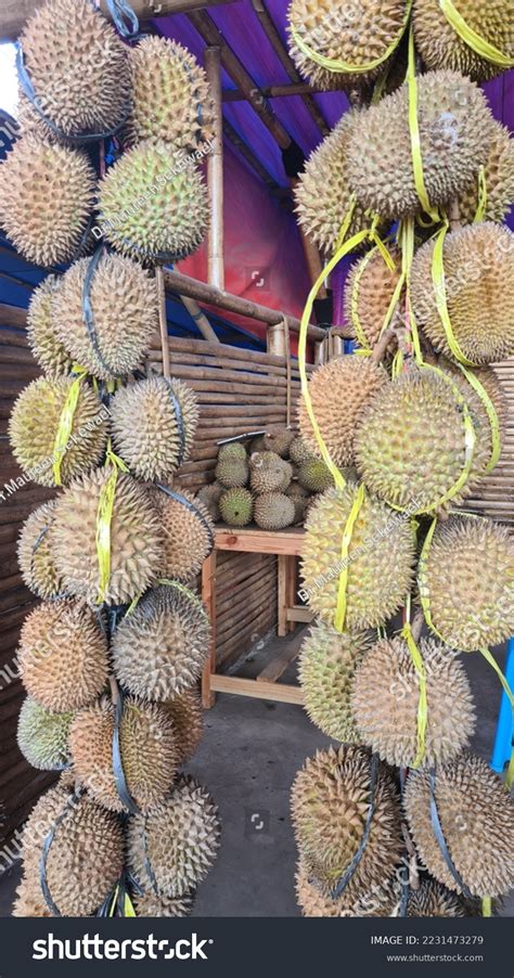 Durian Edible Fruit Several Tree Species Stock Photo 2231473279 ...