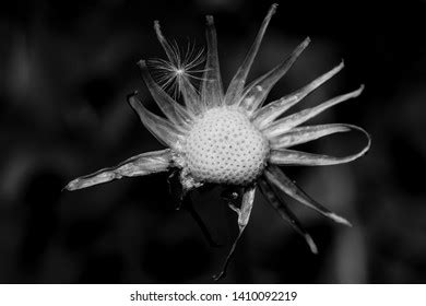 Naked Dandelion Images Stock Photos Vectors Shutterstock