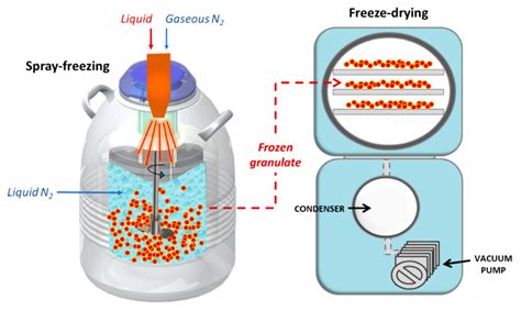 Freeze-Drying of Plant-Based Foods