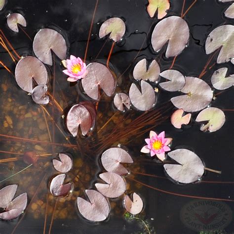 Dwarf Pink Water Lily For Sale