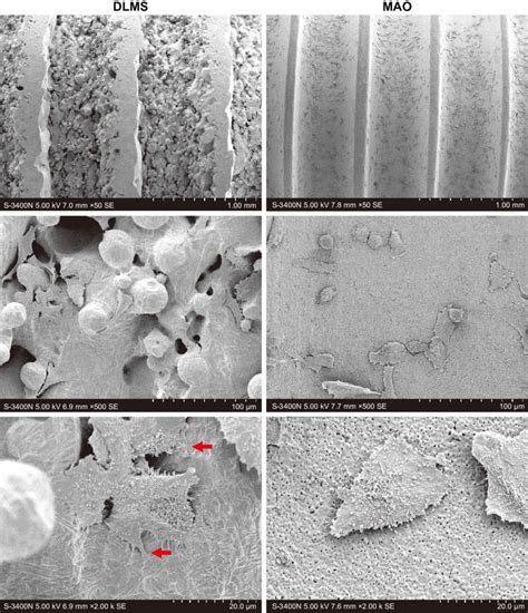 Cell morphology observed by field emission scanning electron microscopy ...