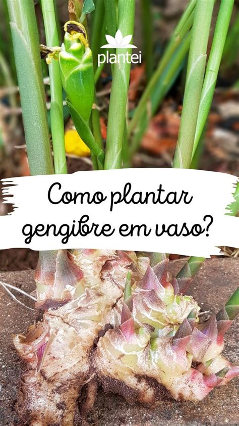 Como Plantar Gengibre Em Vaso Um Guia Imersivo De Loja Plantei