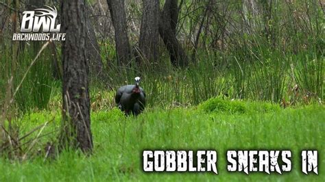 VIDEO Florida Gobbler Sneaks In Turkey Hunting Florida Hunting Season