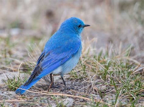 Do Bluebirds Migrate? (Everything Explained) | Birdfact