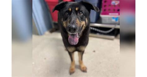 Familia Abandona A Su Perro Por Temor A Que Fuera Gay Internacional Noticias TVP