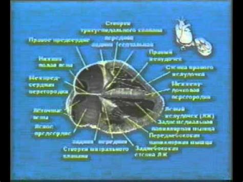 Эхокардиография - YouTube