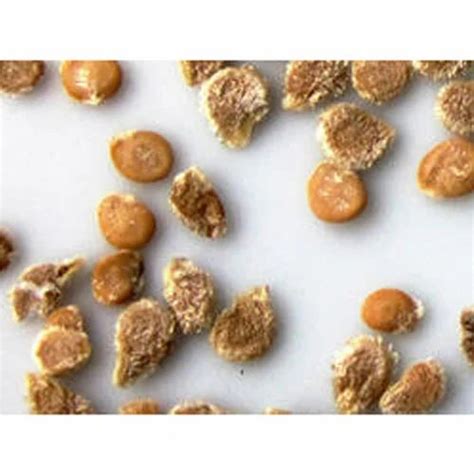 tomato seeds wholesale price mandi rate  tomato seeds  india