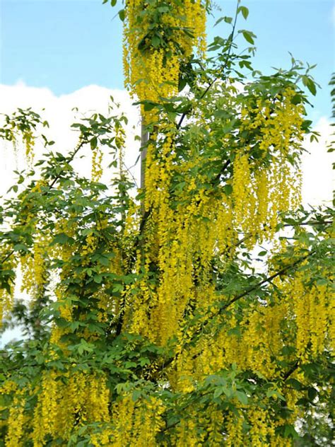 Laburnum × Watereri Vossii Golden Chain Tree World Of Flowering