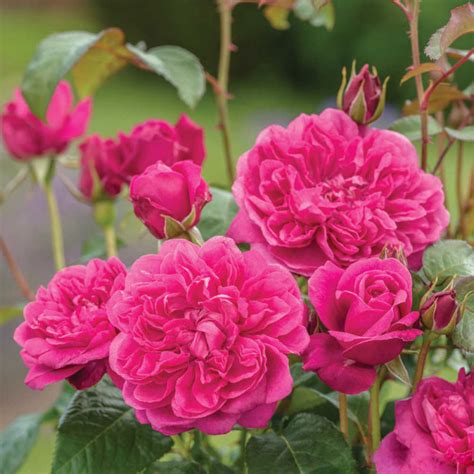 Английские розы -> "Розы Нью-Джерси" / стр 5