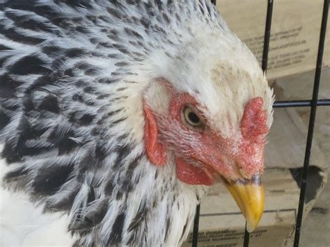 Sour Crop Backyard Chickens Learn How To Raise Chickens