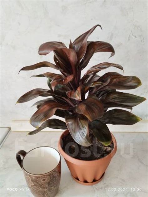 Кордилина Компакта, в наличии. Цена: 650₽ во Владивостоке