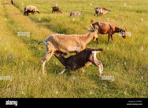 Domestic Goats Capra Aegagrus Hircus Stock Photo Alamy